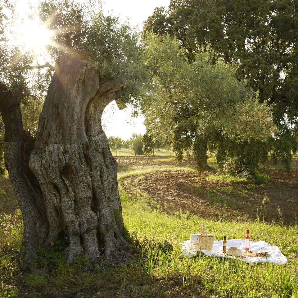 Fazenda Nova - Country House