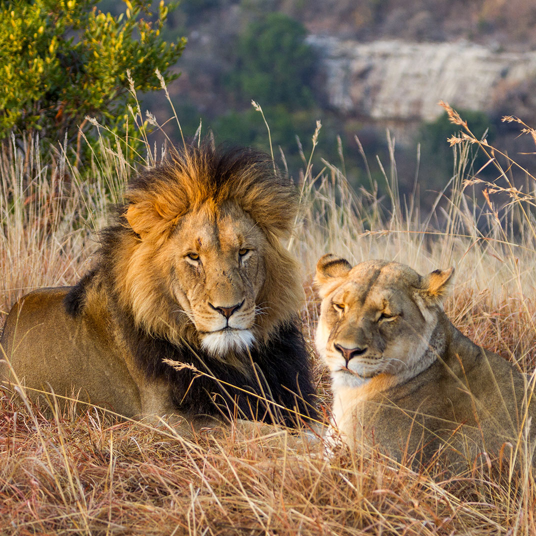 Esiweni Luxury Safari Lodge