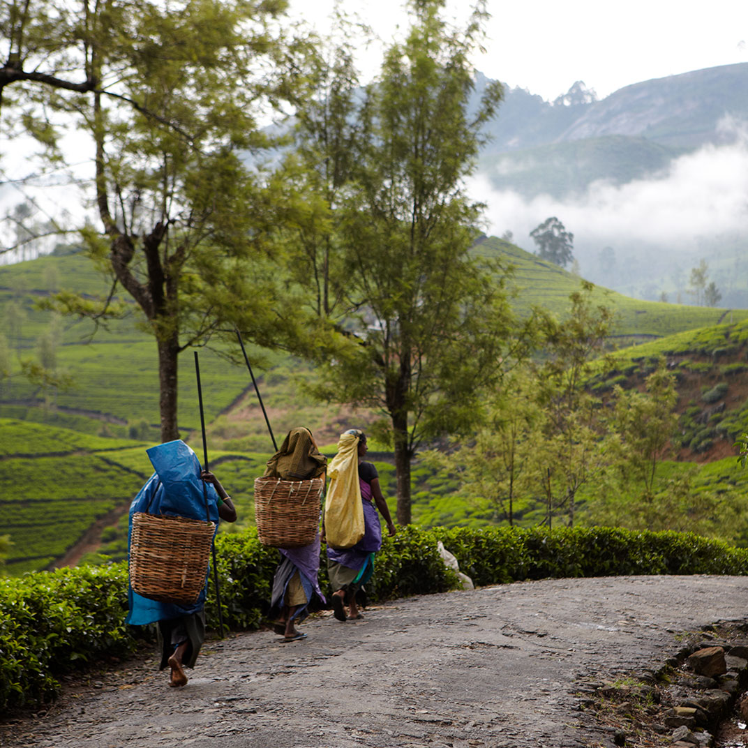 Ceylon Tea Trails – All Inclusive